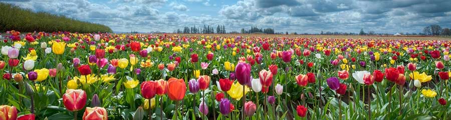 UMW Annual Spring Flower Sale